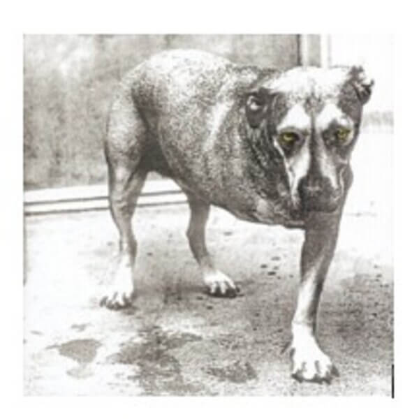 Alice in chains - Alice in chains (Vinilo doble de color - Ann. ed.)